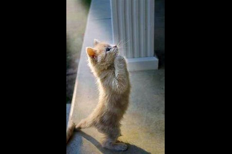 猫の祈願・お願い・合掌（瑞鳳天祥様）