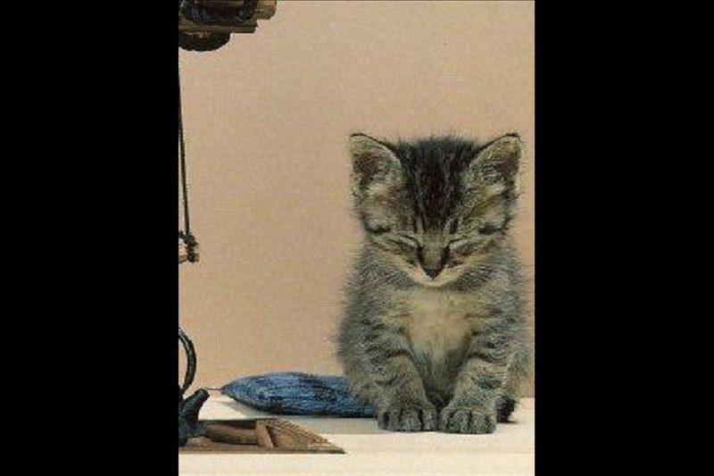 子猫（瑞鳳天祥様）