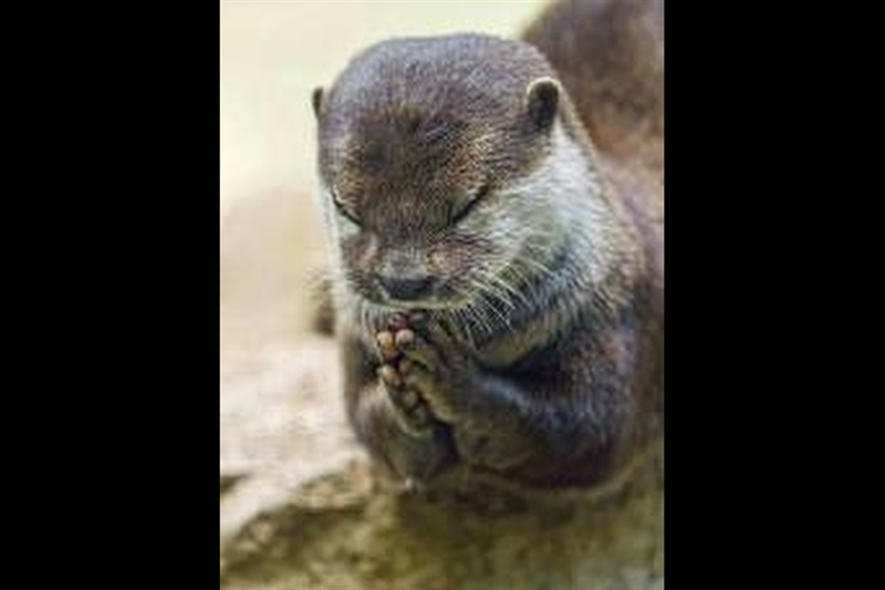 合掌（瑞鳳天祥様）