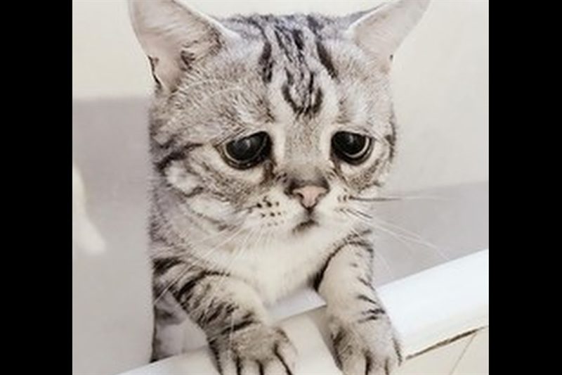 子猫（瑞鳳天祥様）