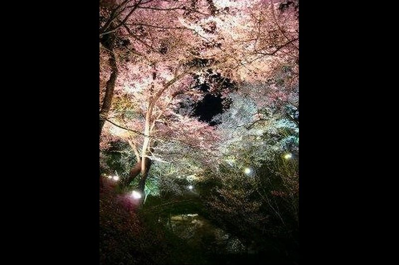 夜桜（瑞鳳天祥様）