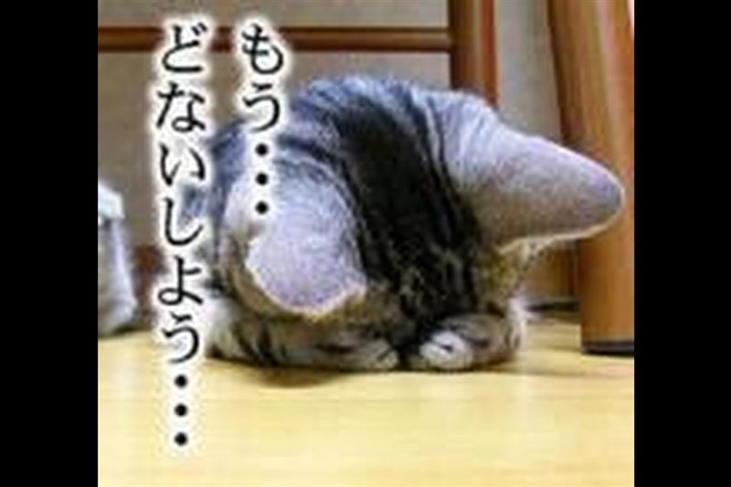 猫（瑞鳳天祥様）