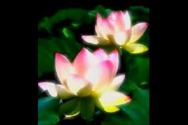 蓮の花（瑞鳳天祥様）