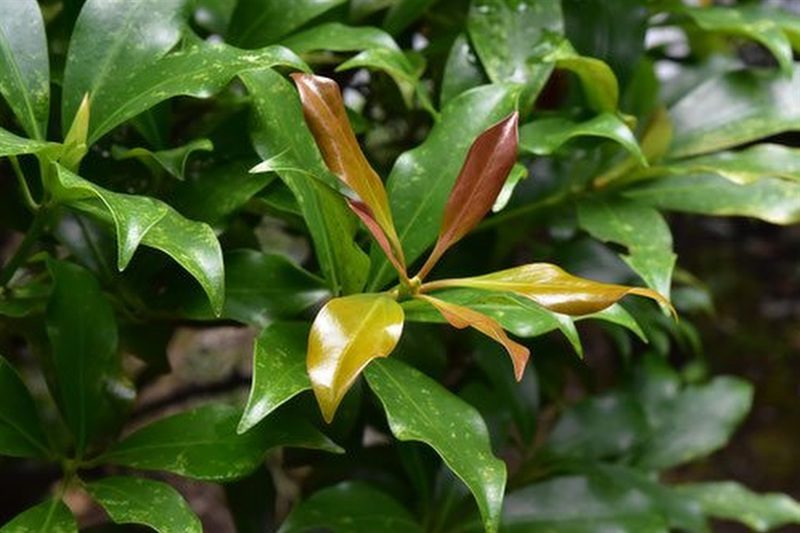 樒（しきみ・しきび）