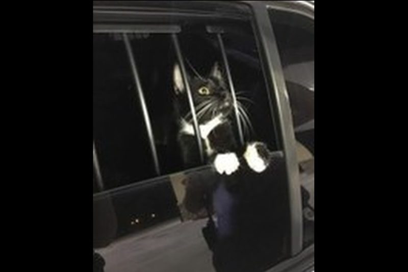 猫（瑞鳳天祥様）