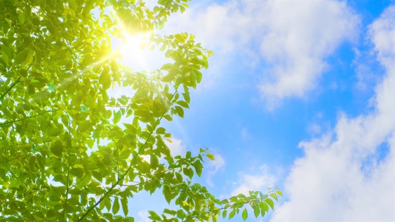 草木の間に見える太陽の光と大空に吹く風