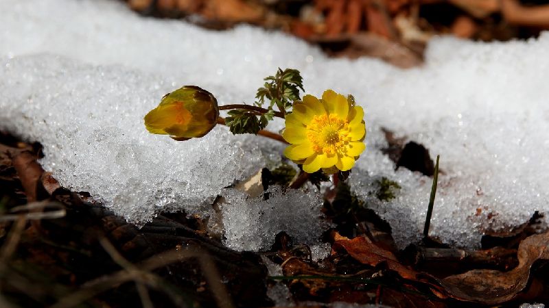 福寿草「幸せを招く」「永久の幸福」